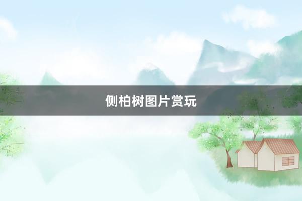 侧柏树图片赏玩