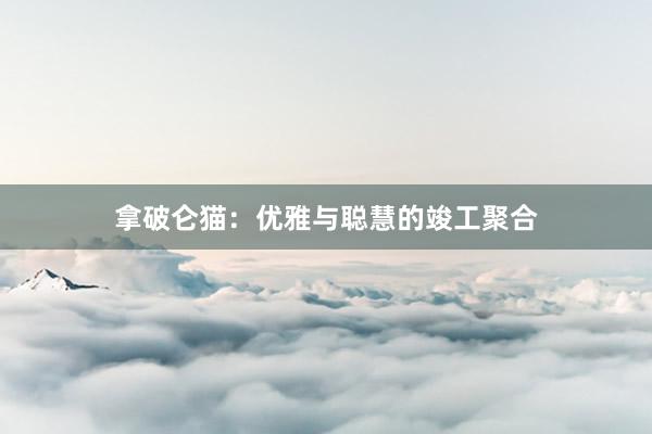 拿破仑猫：优雅与聪慧的竣工聚合